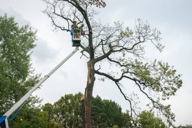 How Our Tree Care Process Works  in  Continental, OH