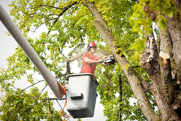 Trusted Continental, OH Tree Services Experts